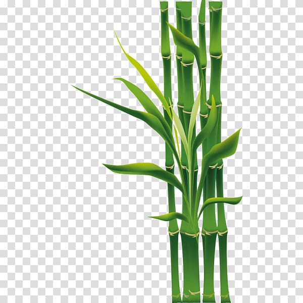 Tropical woody bamboos Grasses Bambou Plants Mural, plants transparent background PNG clipart