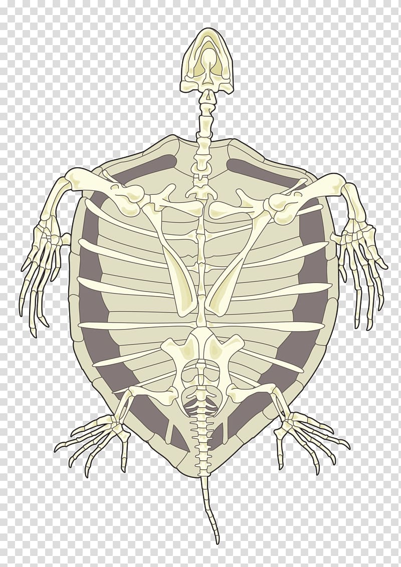 Tortoise Hawksbill sea turtle Human skeleton, turtle transparent background PNG clipart