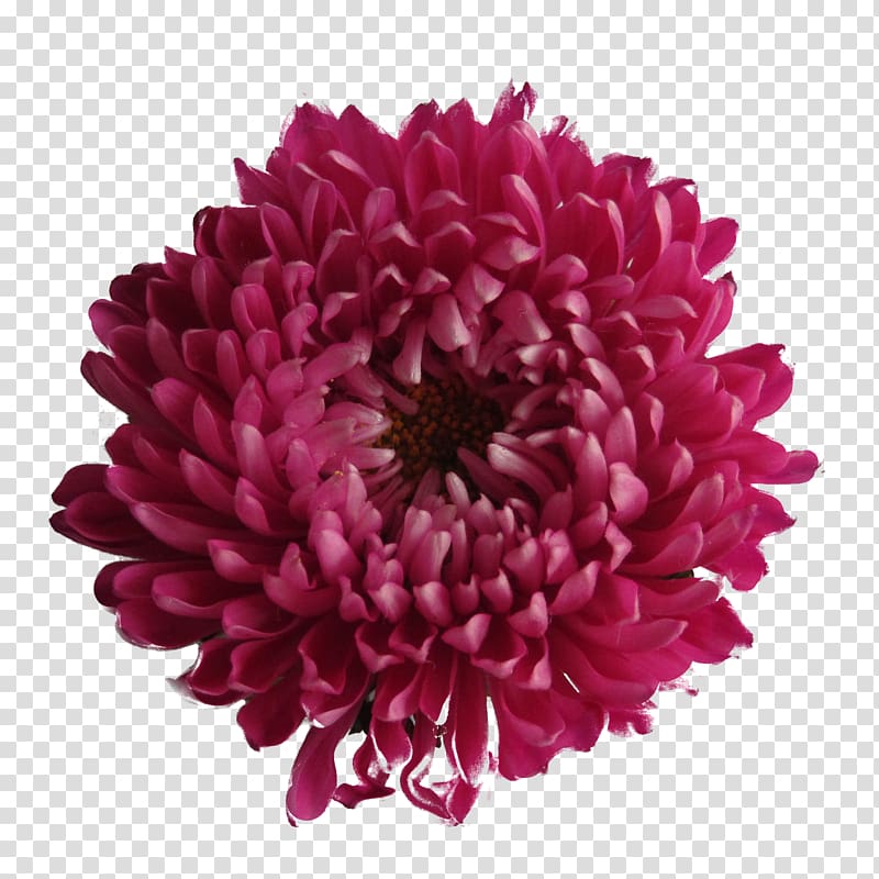 file formats, Chrysanthemum Background transparent background PNG clipart