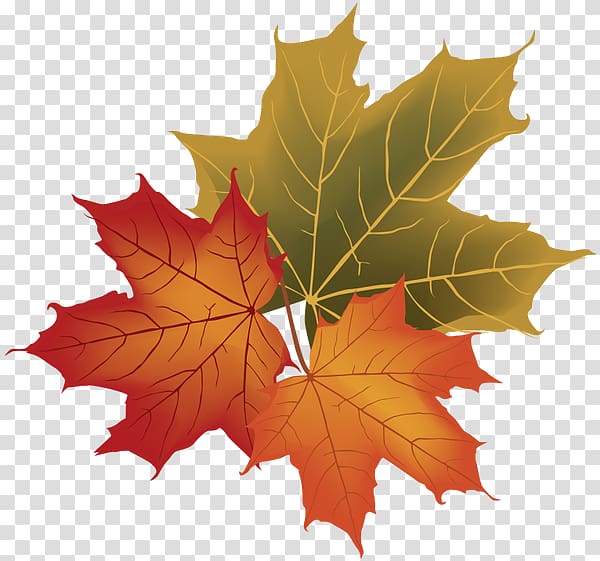 Autumn leaf color , autumn transparent background PNG clipart