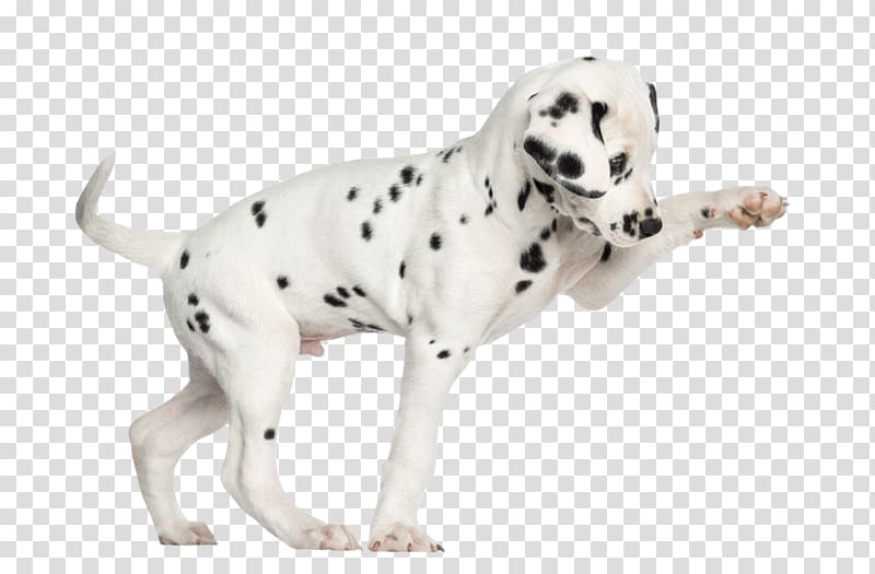 Dalmatian dog Puppy Cat Kitten , puppy transparent background PNG clipart