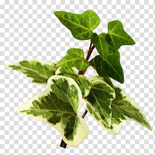 Leaf vegetable Herb Spring greens Ivy, Leaf transparent background PNG clipart
