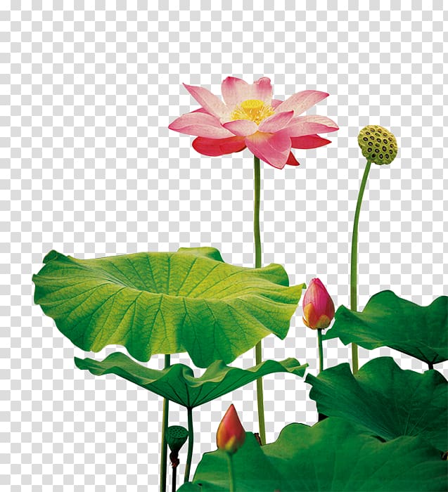 pink lotus flowers bud and in bloom, Nelumbo nucifera Plant Fundal, Lotus lotus lotus seeds transparent background PNG clipart