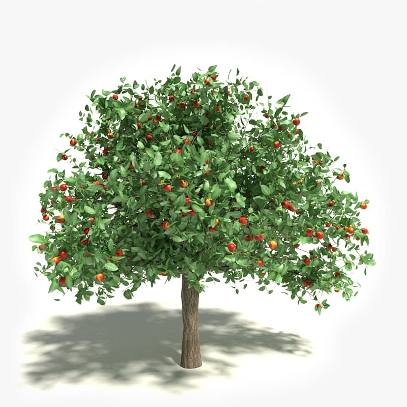 Apple White Tree , Apple Tree transparent background PNG clipart