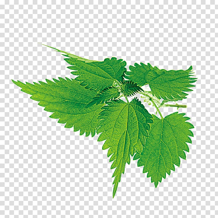 Leaf , Green leaves decorative pattern transparent background PNG clipart