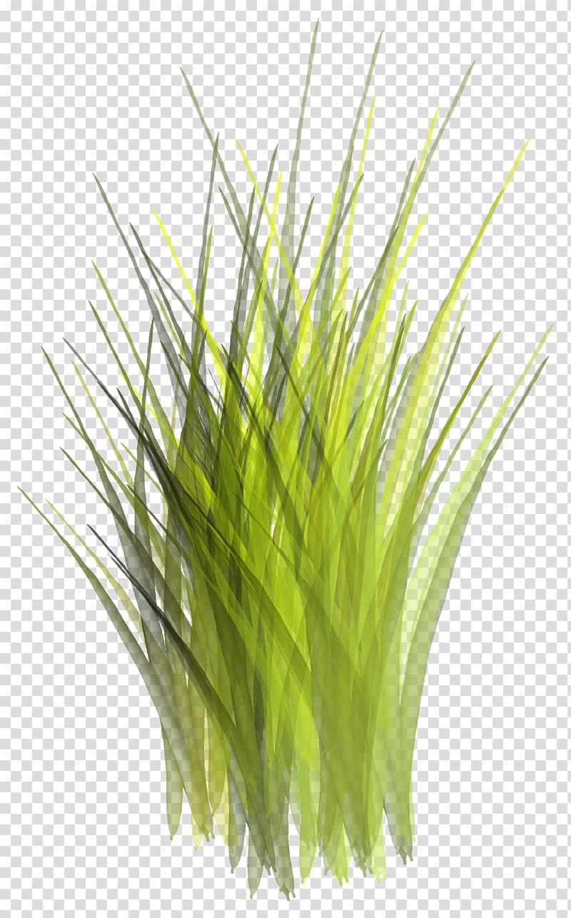 Green Google s, Green grass transparent background PNG clipart
