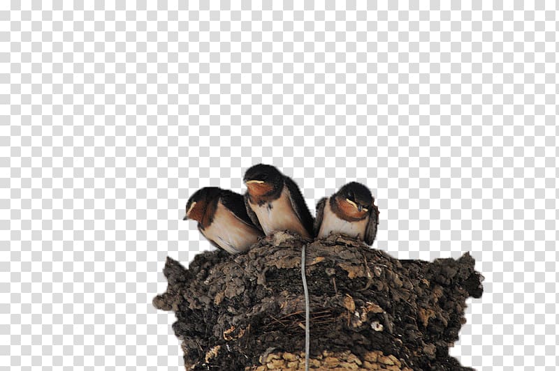 Swallow Edible birds nest Passerine, Swallows in the nest transparent background PNG clipart
