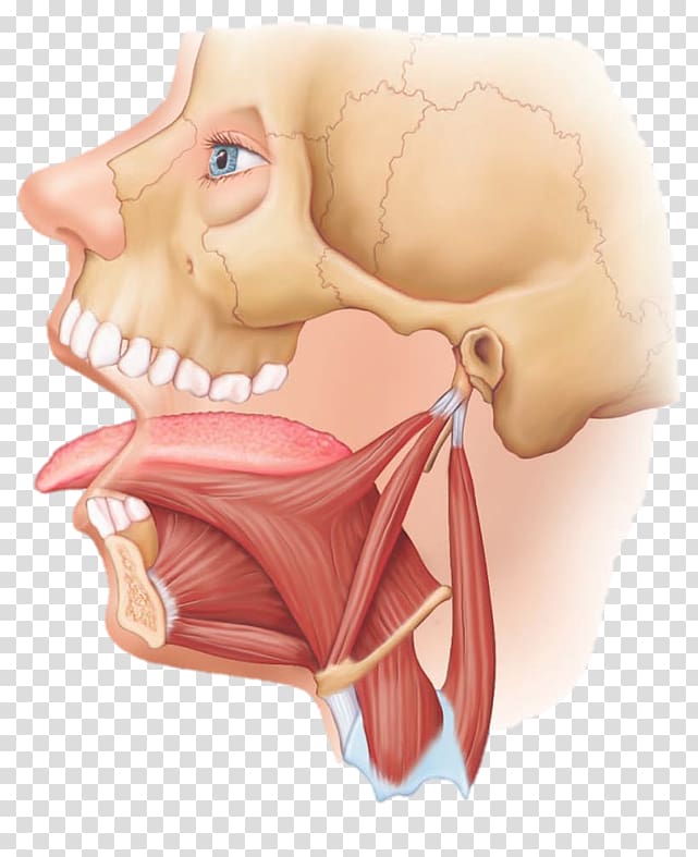 Styloglossus Hyoglossus Genioglossus Muscle Tongue, tongue transparent background PNG clipart