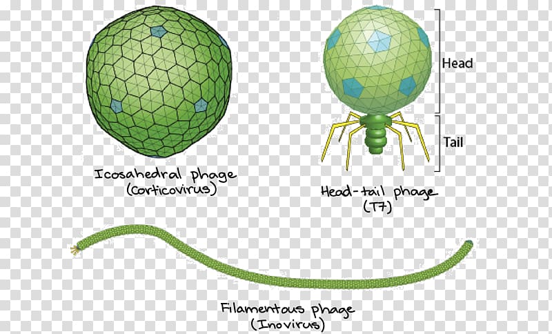 Filamentous bacteriophage Bacteria Virus Icosahedron, articles for daily use transparent background PNG clipart