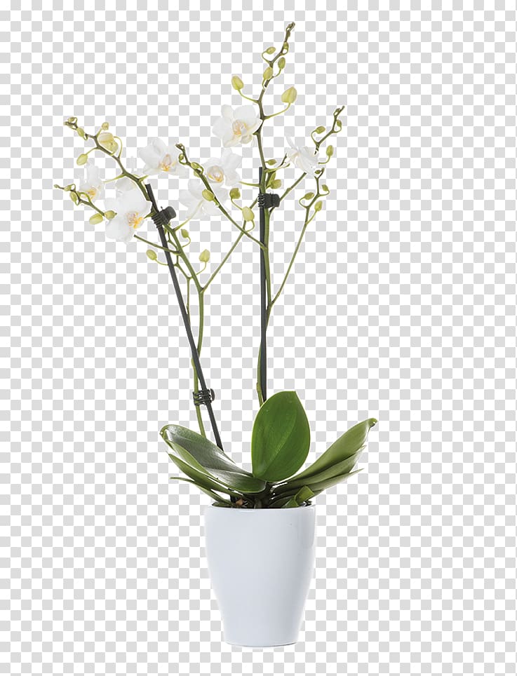 Moth orchids Cut flowers Prairie gentian Plants, flower pot stands windows transparent background PNG clipart