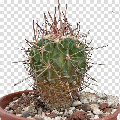 San Pedro cactus Triangle cactus Prickly pear Flowerpot Cactaceae, Cactaceae transparent background PNG clipart