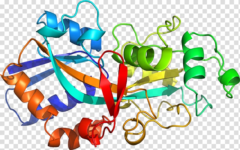 Custom peptide synthesis Amino acid Protein Plant peptide hormone, Streptococcus Pneumoniae transparent background PNG clipart