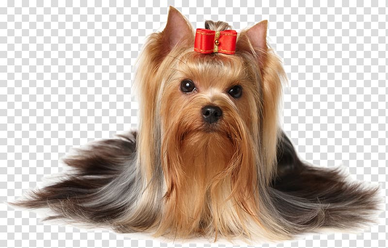 Yorkshire Terrier Puppy Scottish Terrier, pet grooming transparent background PNG clipart