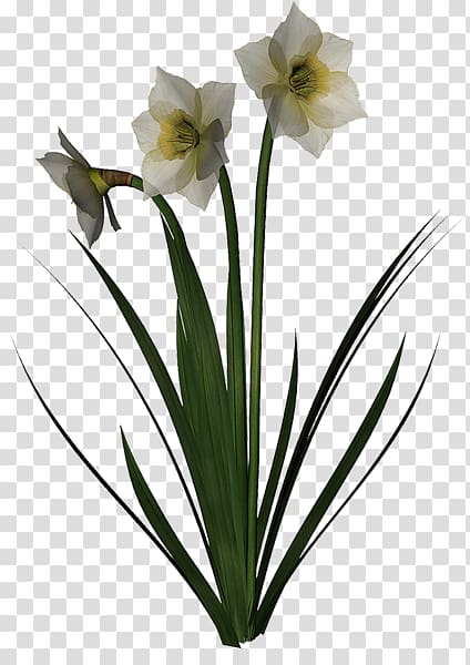 Cut flowers Wild daffodil Jonquille Hyacinth, others transparent background PNG clipart