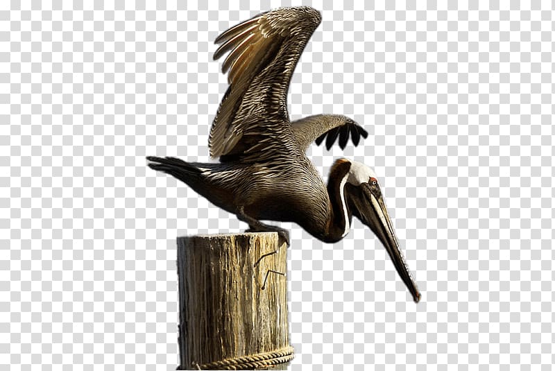 pelican bird illustration, Brown Pelican on Boulder transparent background PNG clipart
