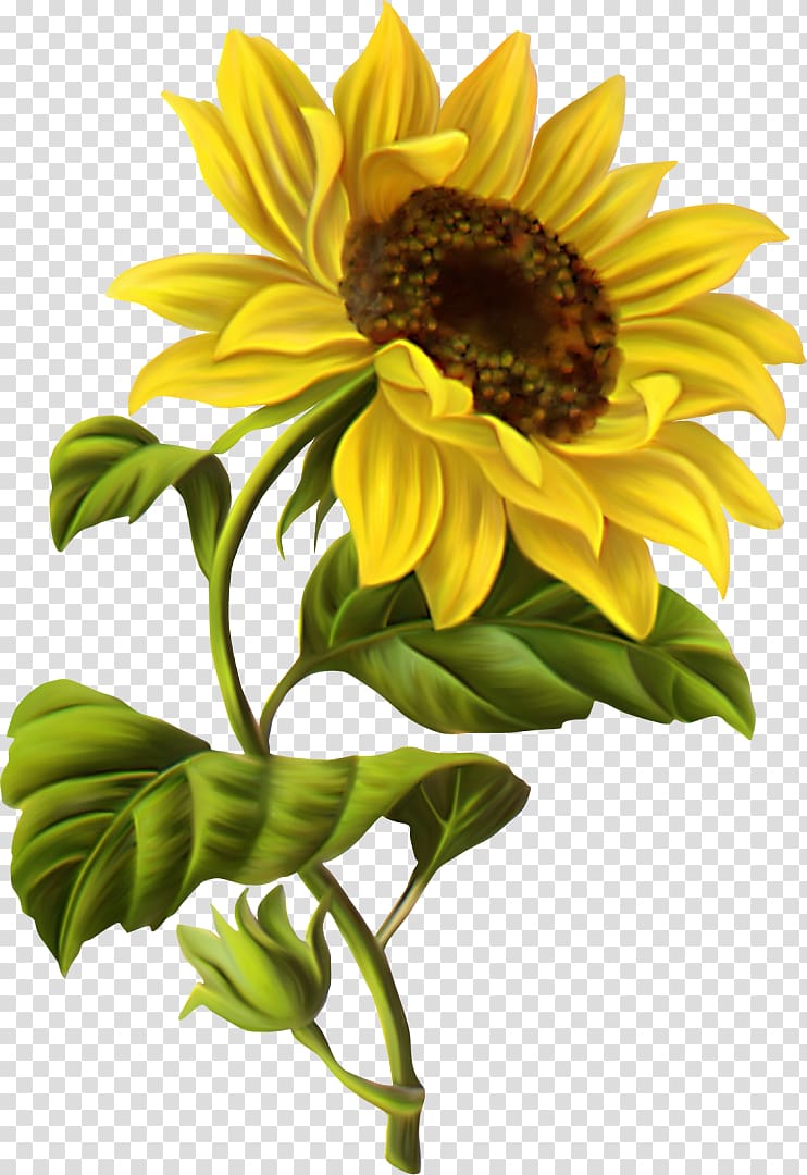 Common sunflower Drawing Watercolor painting Sketch, painting transparent background PNG clipart