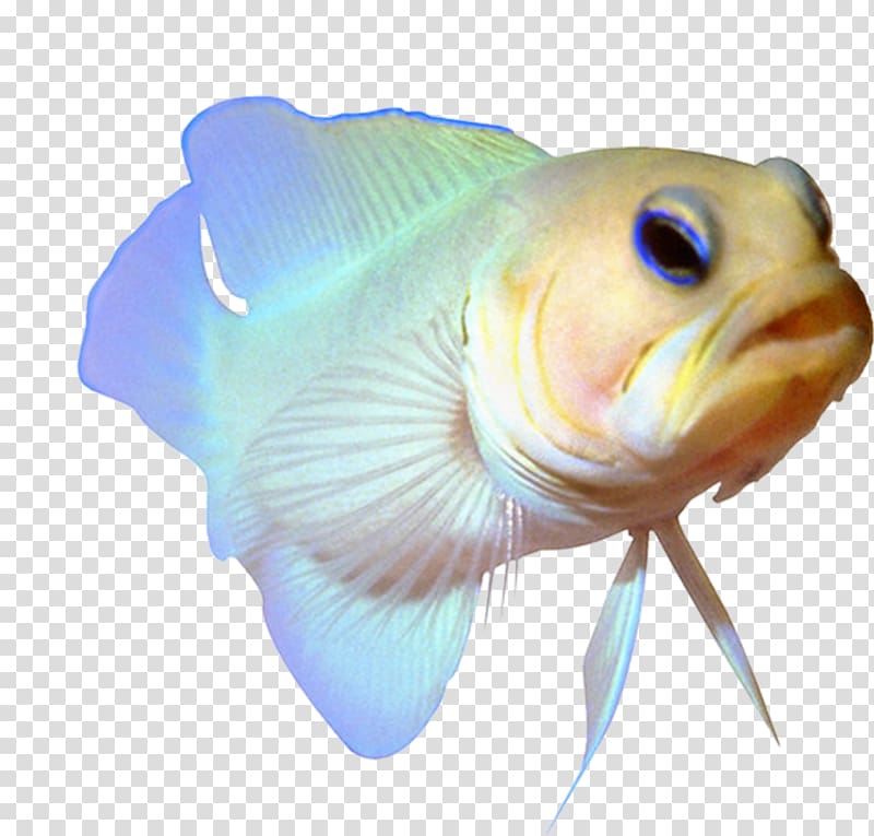 Tropical fish Portable Network Graphics Adobe shop, fish aquarium transparent background PNG clipart