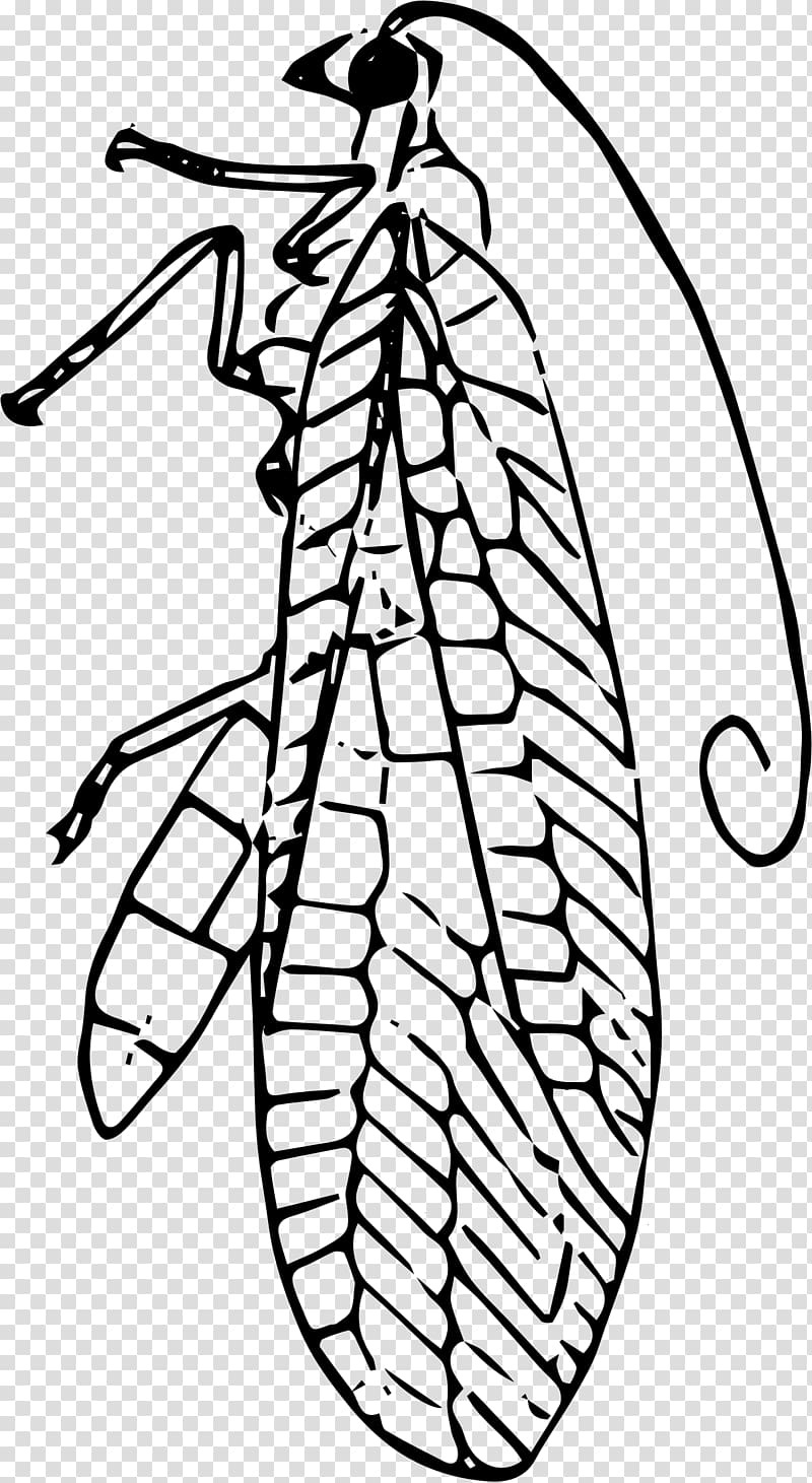 Insect Line art , Bug transparent background PNG clipart