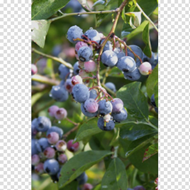 Highbush blueberry Bilberry Oregon Grape Vaccinium cespitosum, blueberry transparent background PNG clipart