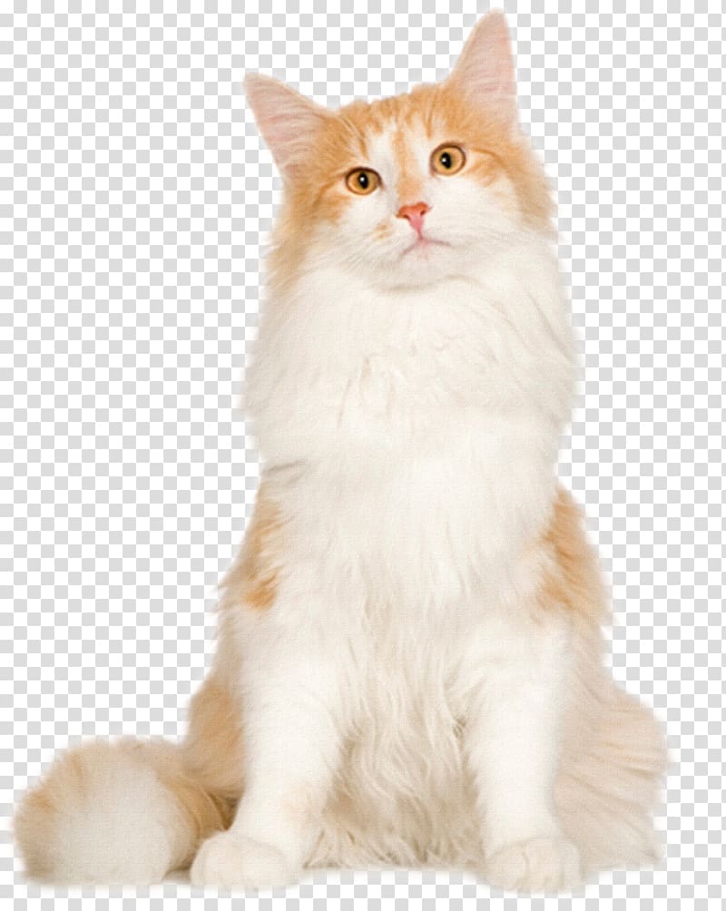 Orange and white siberian hot sale cat