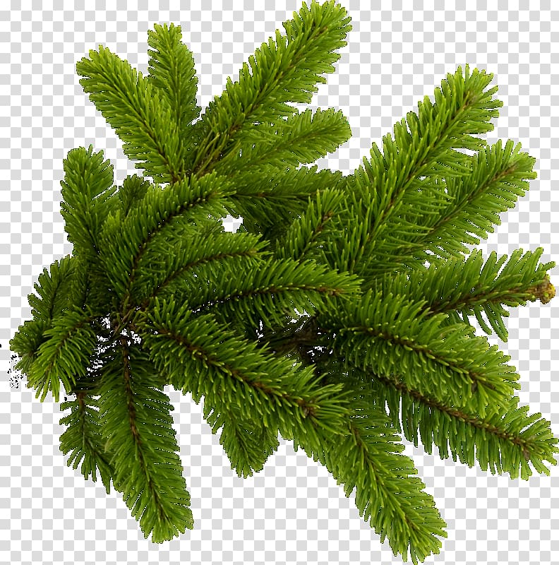 Spruce , others transparent background PNG clipart