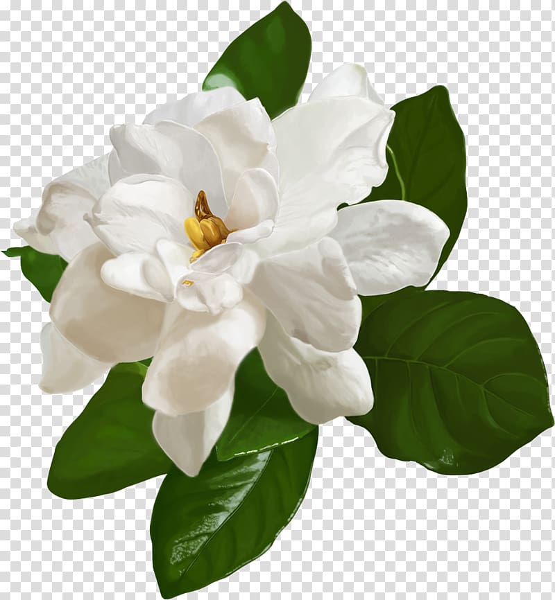 jasmine material transparent background PNG clipart