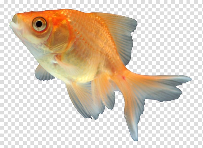 Goldfish Feeder fish Fauna Orange S.A., fish school transparent background PNG clipart