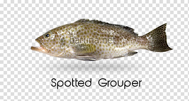 Tilapia Otolithes ruber Psettodes erumei Demersal fish Epinephelus, others transparent background PNG clipart