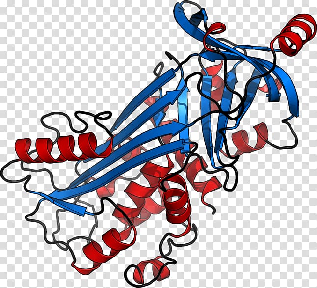 Ovalbumin Protein structure 単純タンパク質, research cartoon transparent background PNG clipart