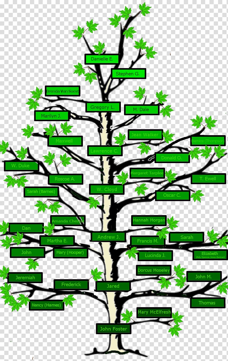 Family tree Genealogy Surname Ancestor, Family transparent background PNG clipart