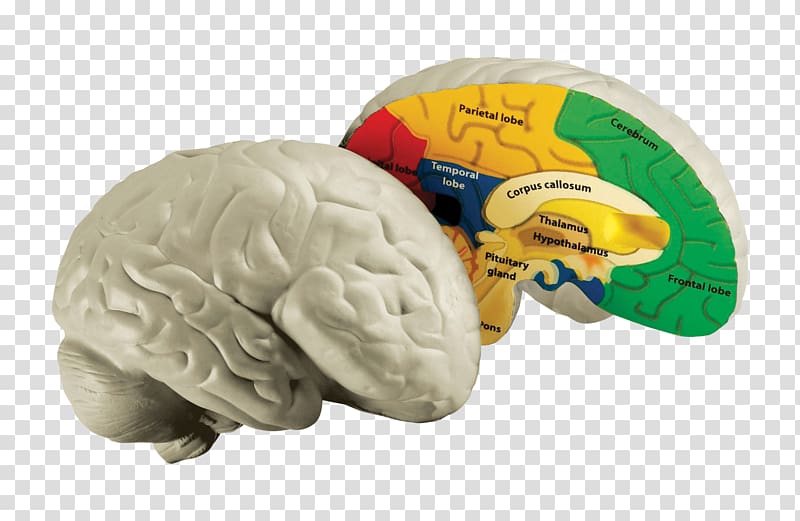 Human brain Human body Education Homo sapiens, Brain transparent background PNG clipart