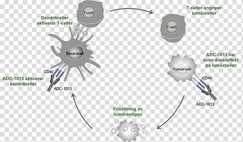 Antibody Dendritic cell Immune system Pharmaceutical industry T cell, transparent background PNG clipart