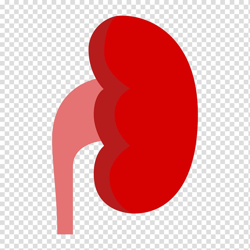 Chronic kidney disease Computer Icons Organ , Kidney Office transparent background PNG clipart