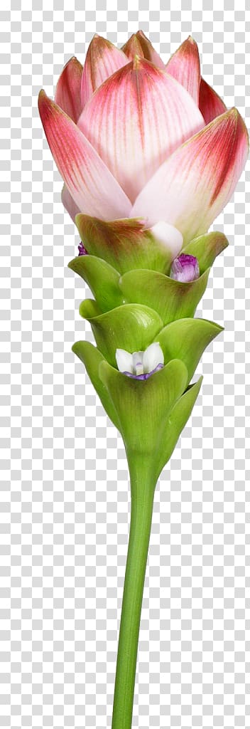 Siam tulip Petal Turmeric Northern Thailand, tulip transparent background PNG clipart