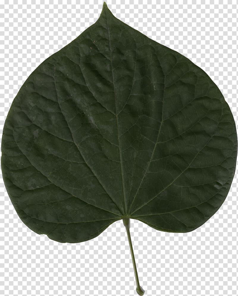 Eastern redbud Leaf Cercis chinensis Cercis siliquastrum Tree, leaf transparent background PNG clipart