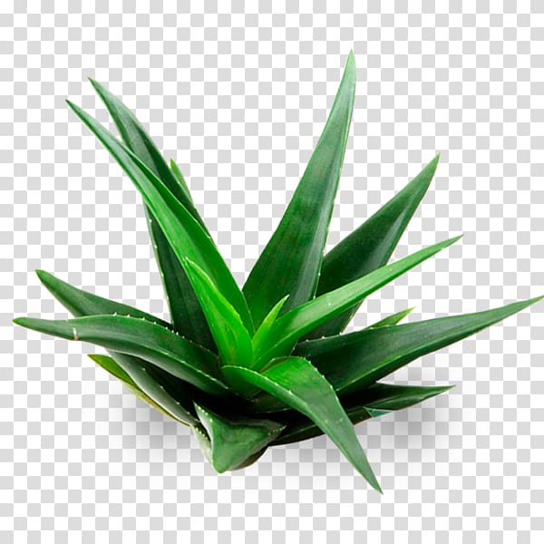 Aloe vera Plant Gel Aloin, aloe transparent background PNG clipart