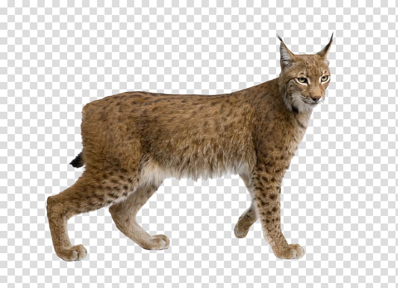 Eurasian lynx Felidae Wildcat Cougar , lynx transparent background PNG clipart