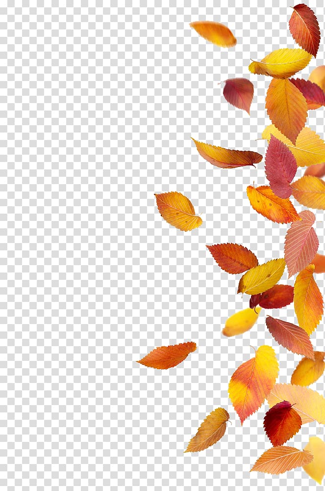 brown leaf lot , Autumn leaf color , Autumn leaves transparent background PNG clipart