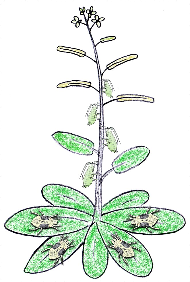 Abiotic stress Plant Biotic component Herbivore, Of Herbivores transparent background PNG clipart