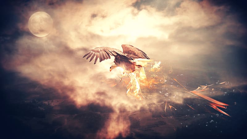 Bald Eagle Bird Golden eagle Desktop , falcon transparent background PNG clipart