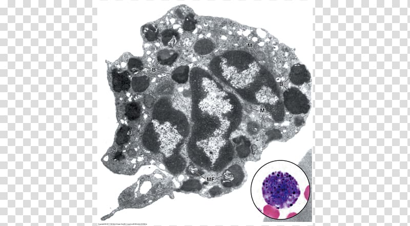 Basophil Eosinophil Plasma cell Granule, blood transparent background PNG clipart