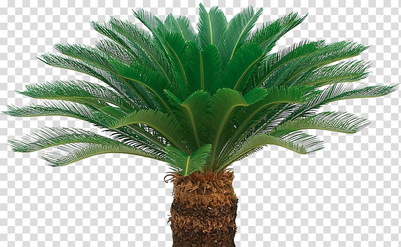sago palm tree, Ornamental plant Benih Sago palm Oil palms Crop, look transparent background PNG clipart