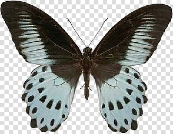Swallowtail butterfly Insect Papilio polymnestor Morpho, butterfly transparent background PNG clipart