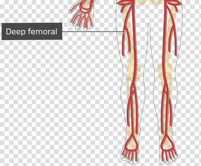 Human leg Femoral artery Limb Common iliac artery, arm transparent background PNG clipart