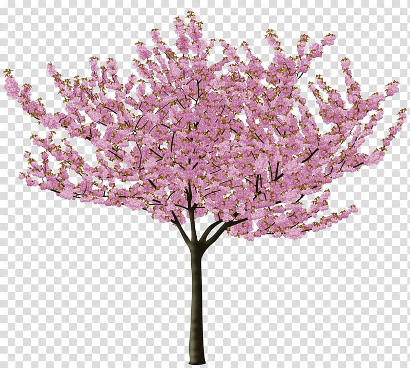 pink Sakura tree art, Cherry blossom Tree Flower, cherry blossom transparent background PNG clipart