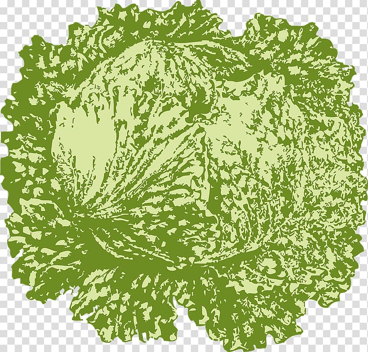 Iceberg lettuce Leaf vegetable , Painted cabbage transparent background PNG clipart
