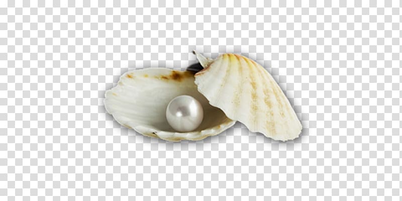 Cockle Pearl Seashell Molluscs, Pearl shell transparent background PNG clipart