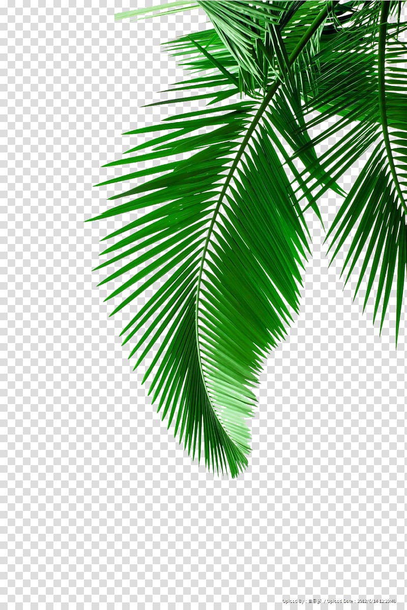 green palm leaves material transparent background PNG clipart