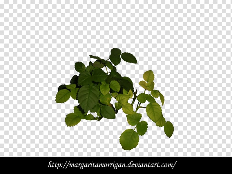 Plant Vine Tree, wcw transparent background PNG clipart