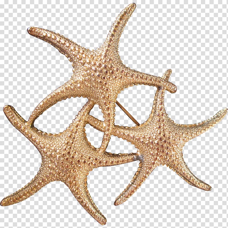 Starfish Echinoderm, starfish transparent background PNG clipart